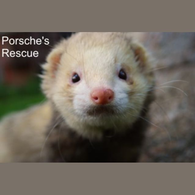 Photo of Bannana  Desexed, Vaccinated And Microchipped