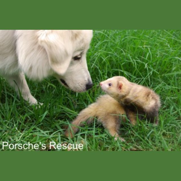 Photo of Bannana  Desexed, Vaccinated And Microchipped