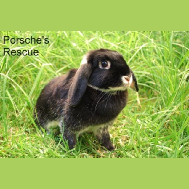 Photo of Brandy  Desexed And Vaccinated