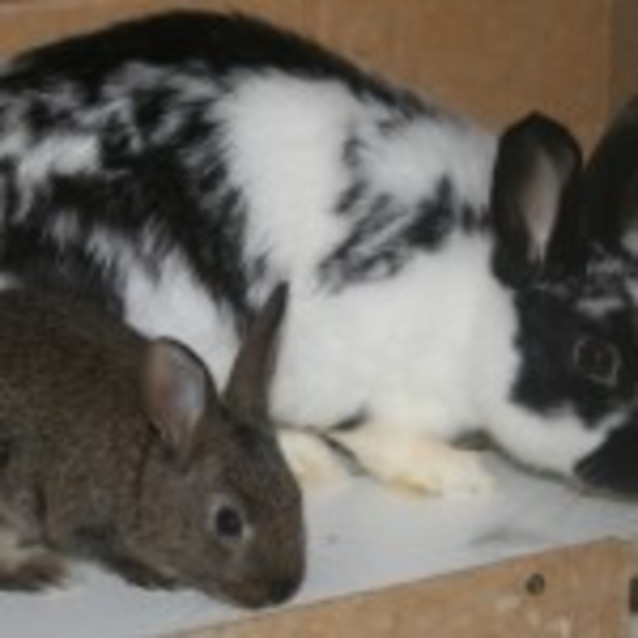 Photo of Daisy