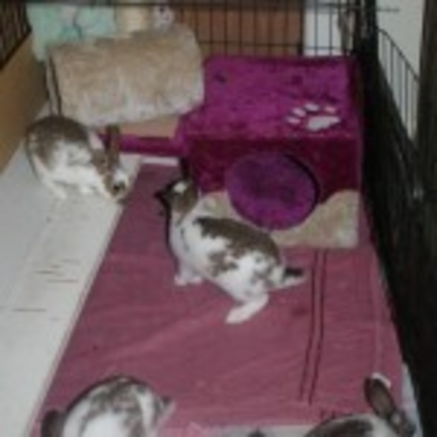 Photo of Daisy's Litter 1 & 2
