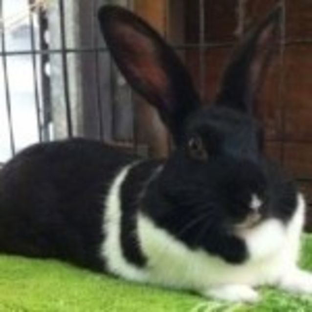 Photo of Miss Maggie Moo Magpie
