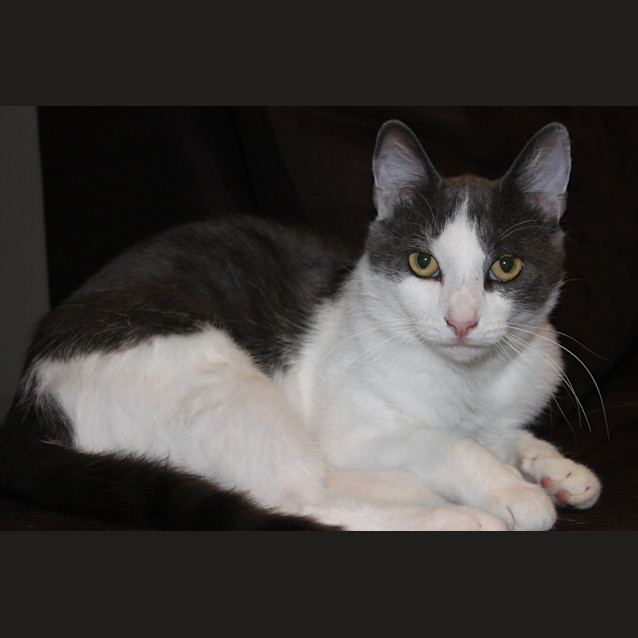 Photo of Thomas The Chatty Cat