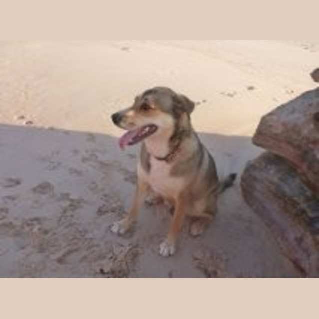 Photo of Chopper