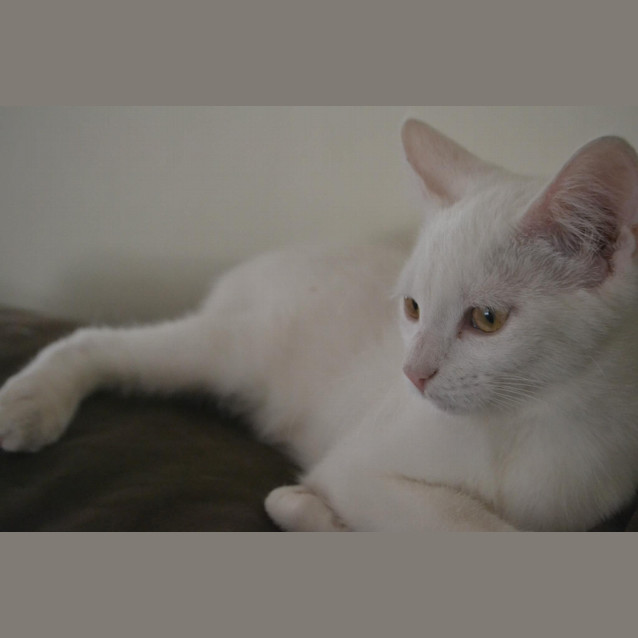 Photo of Casper