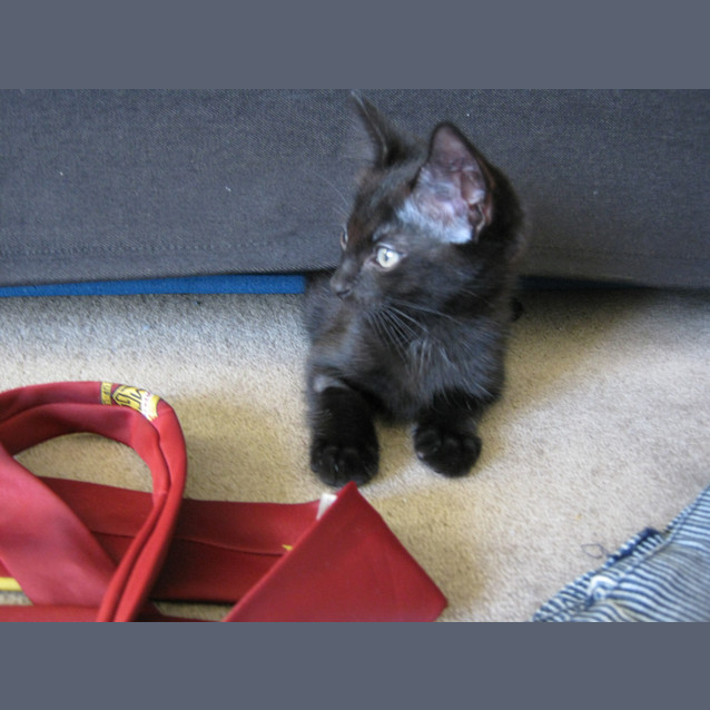 Photo of Remy