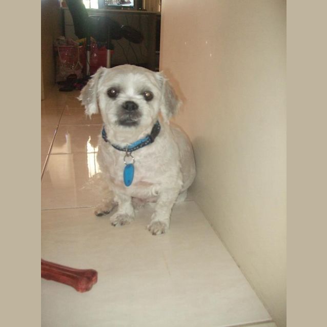 Photo of Chewy   Sweet Little Angel