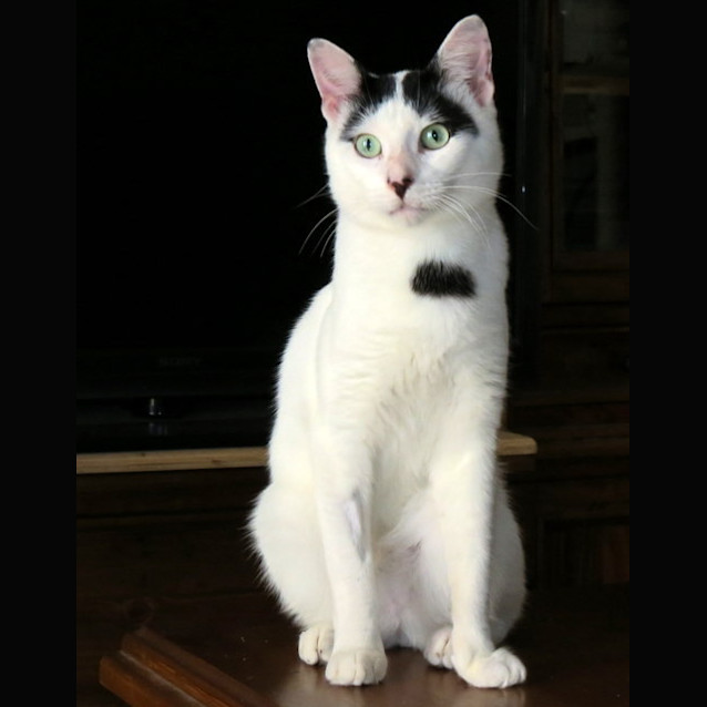 Photo of Jay Purrfect Match Cat Adoptions