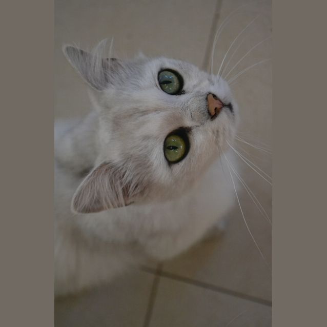 Photo of Peppie