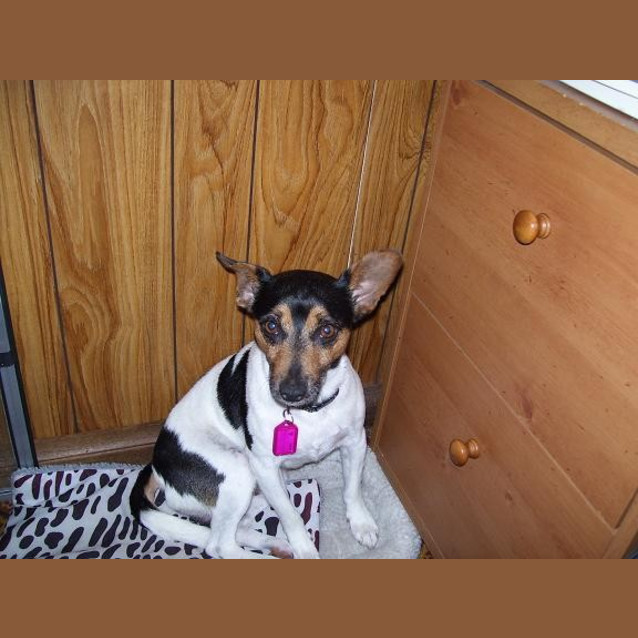 Photo of Spot