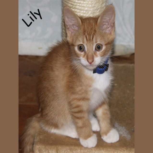 Photo of Lily
