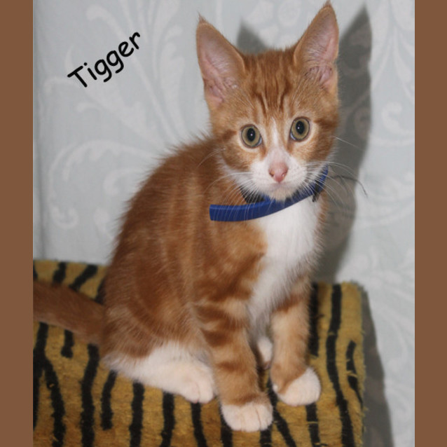 Photo of Tigger (Pets Domain)
