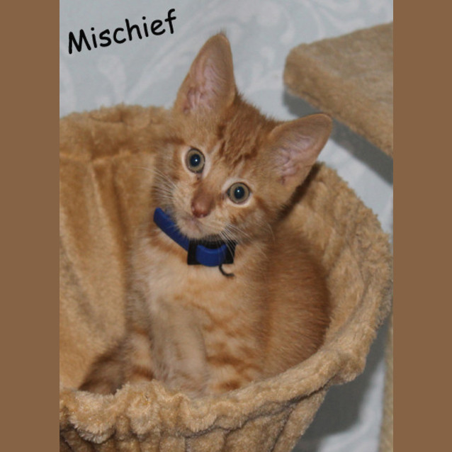 Photo of Mischief (Pets Domain)