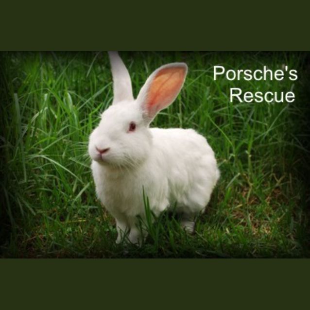 Photo of Bruce   Desexed And Vaccinated