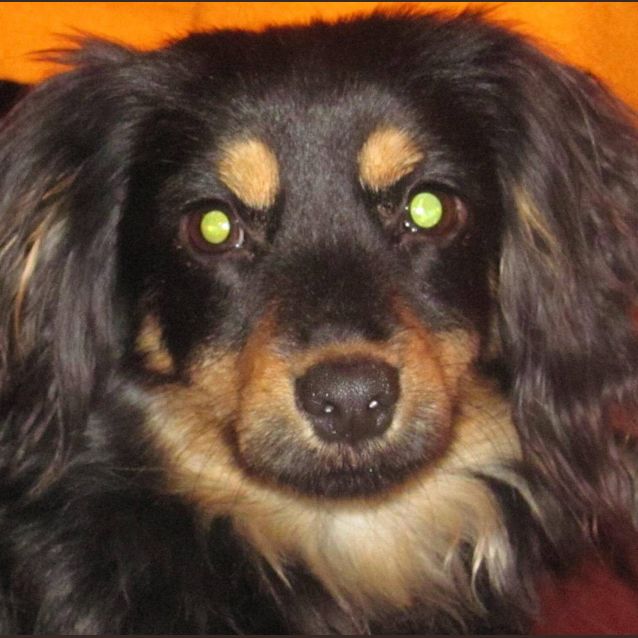 Photo of Shadow K