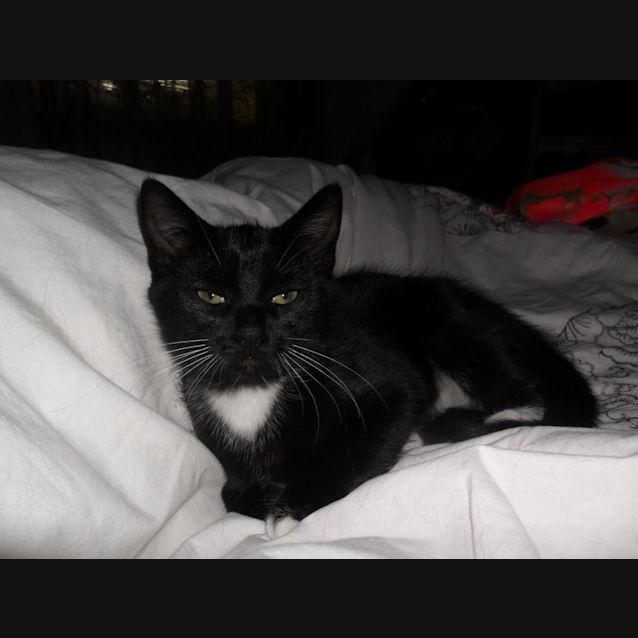 Photo of Comet