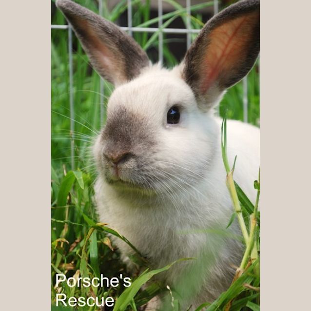 Photo of Laura   Desexed And Vaccinated