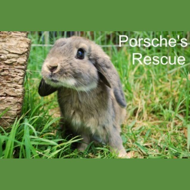 Photo of Hammy   Desexed And Vaccinated