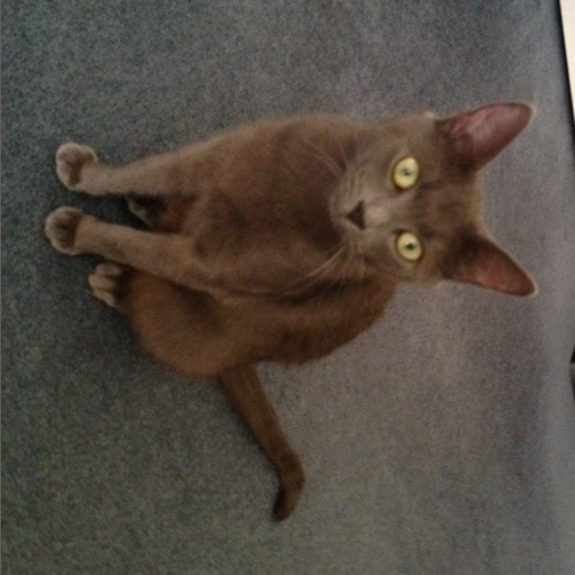 Photo of Chanel