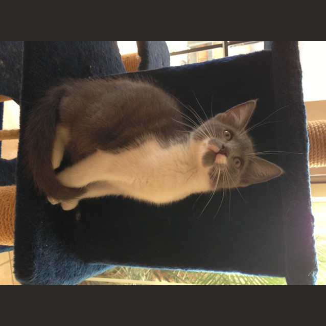 Photo of Bo