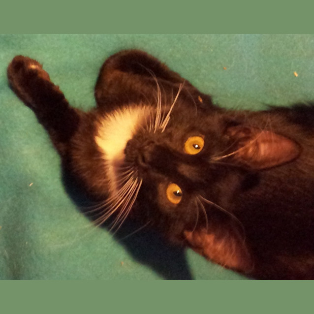 Photo of Spunky Whiskerz