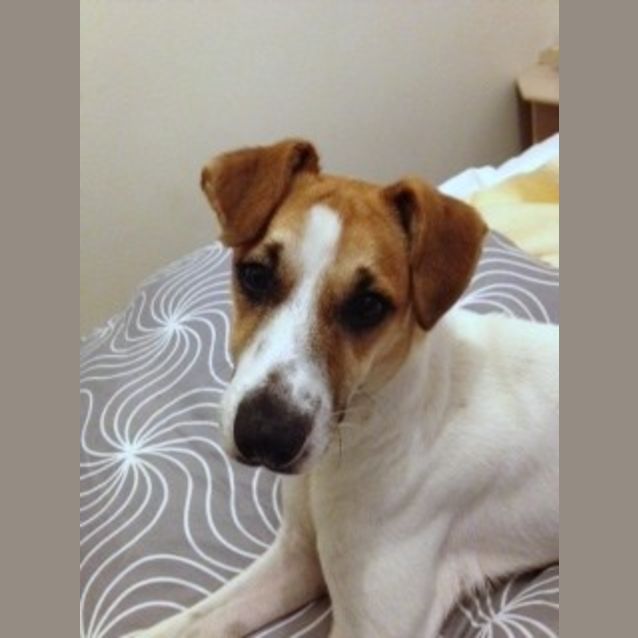 Photo of Sarge (On Trial 22/4/13)