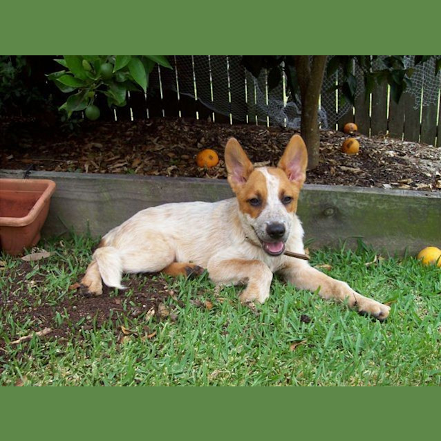 Photo of Kobi