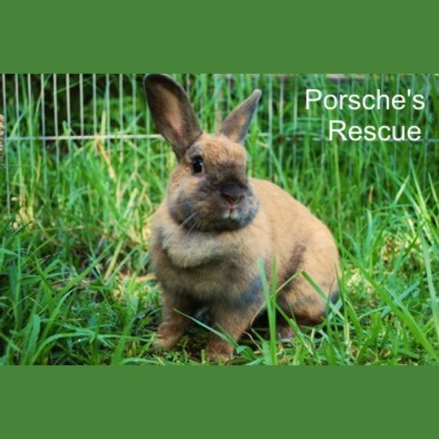 Photo of Hunni   Desexed And Vaccinated