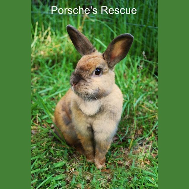 Photo of Hunni   Desexed And Vaccinated