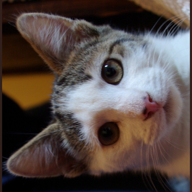 Photo of Leopold