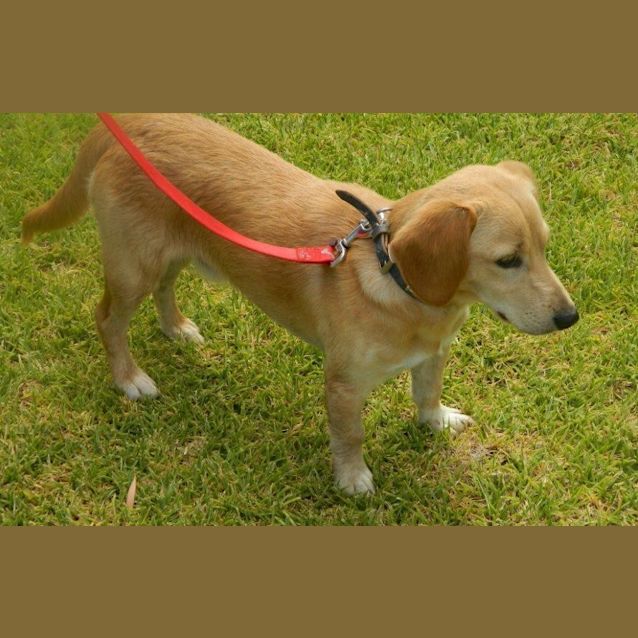 Photo of Flynn *On Trial In His New Home*