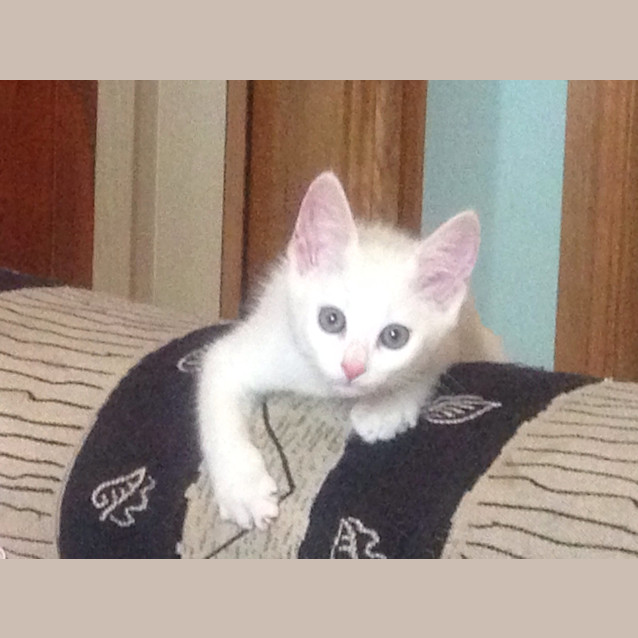 Photo of Ollie