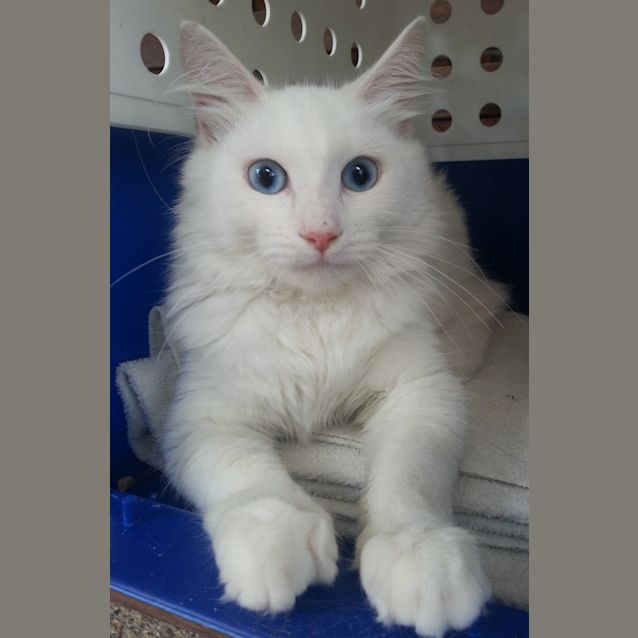 Photo of Marcel