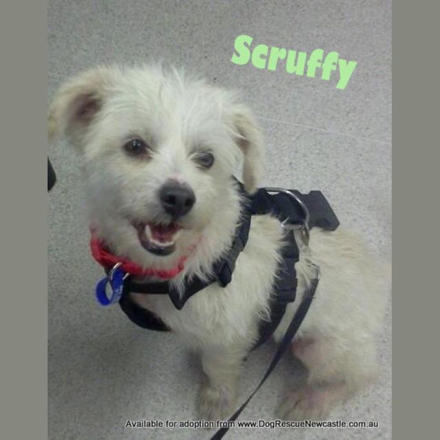Photo of Scruffy (On Trial 4/5/13)