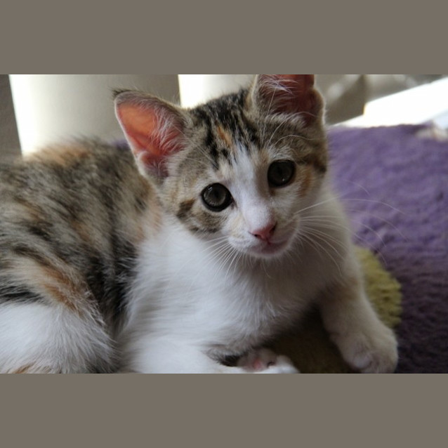 Photo of Blossom