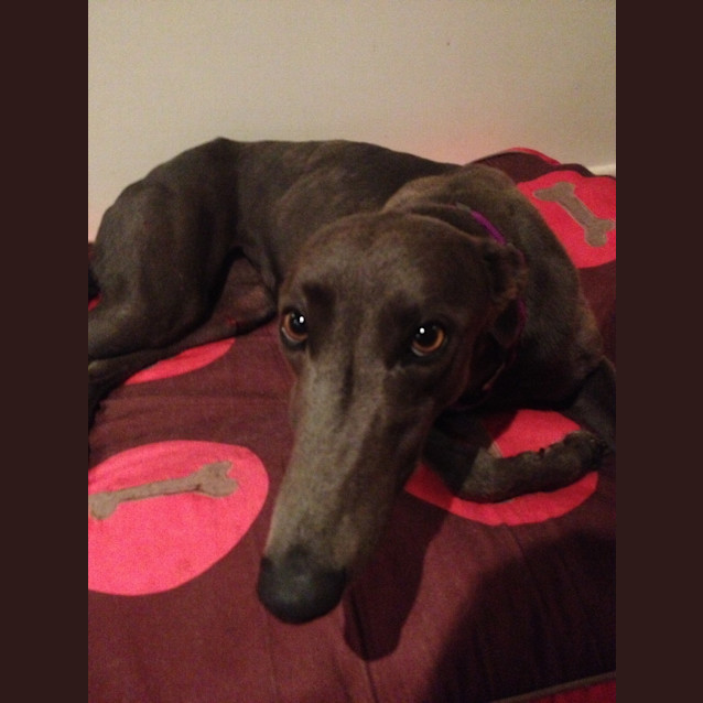 Photo of Amber