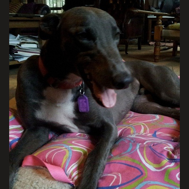 Photo of Bluey