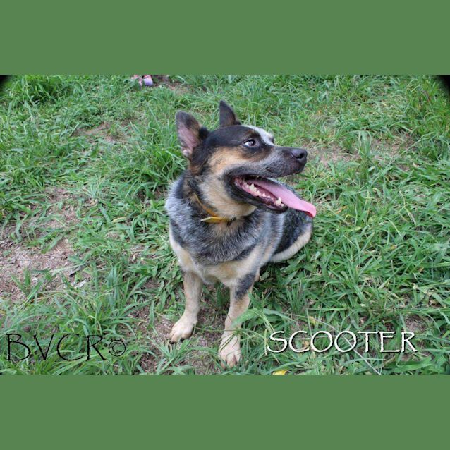 Photo of Scooter