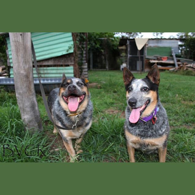 Photo of Scooter