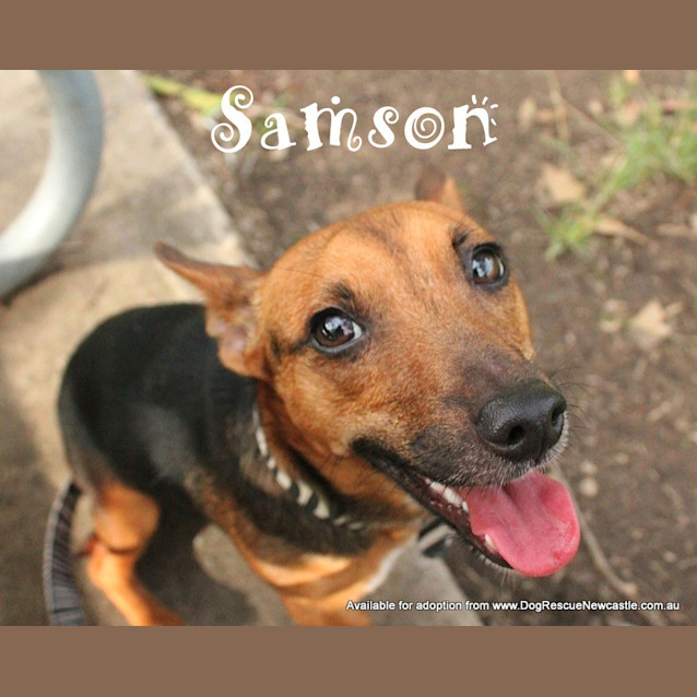Photo of Samson (On Trial 29/3/13)