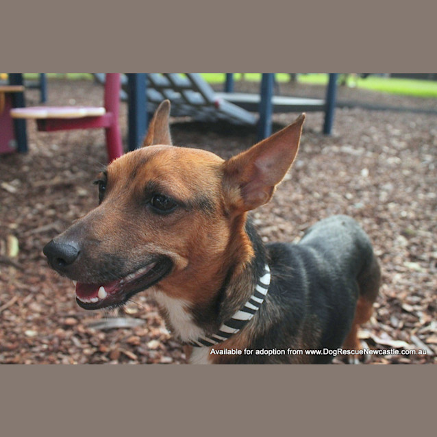 Photo of Samson (On Trial 29/3/13)