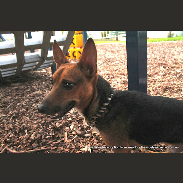 Photo of Samson (On Trial 29/3/13)