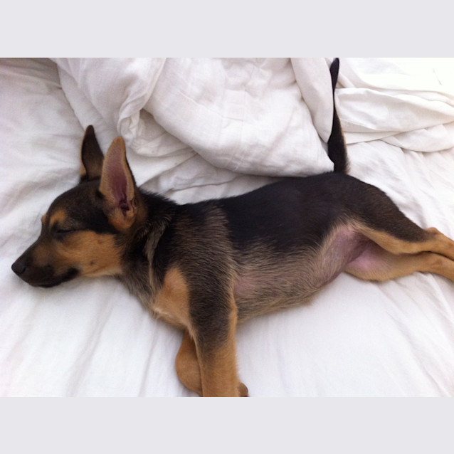 Photo of Honey (On Trial 22/3/13)
