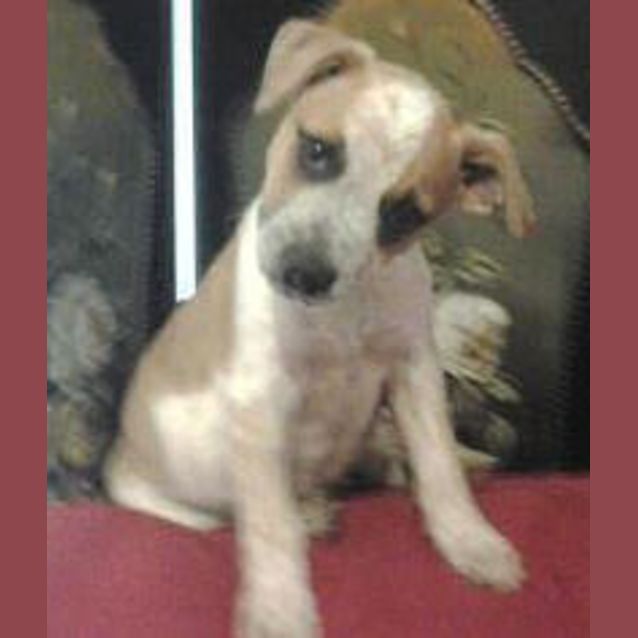 Photo of Bluey .. Great With Children And Cats.