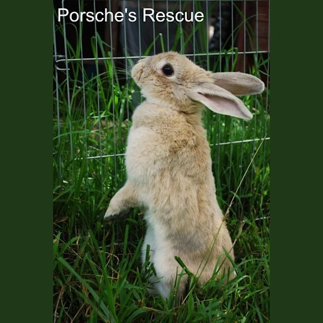 Photo of Carrots   Desexed And Vaccinated