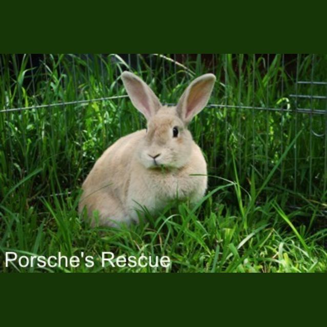 Photo of Carrots   Desexed And Vaccinated