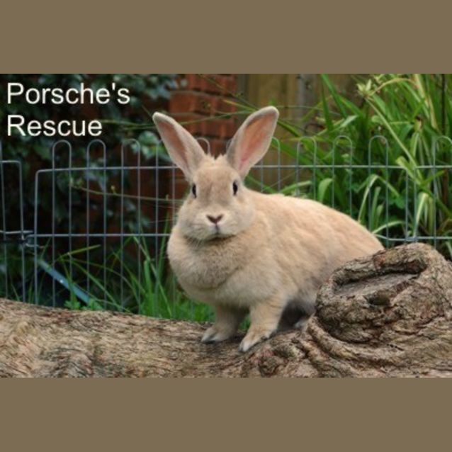 Photo of Carrots   Desexed And Vaccinated