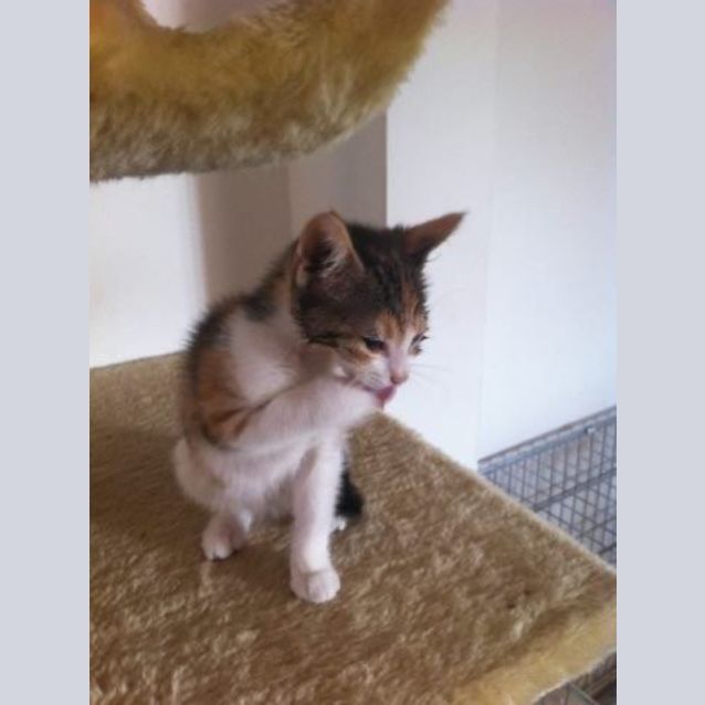 Photo of Cleo