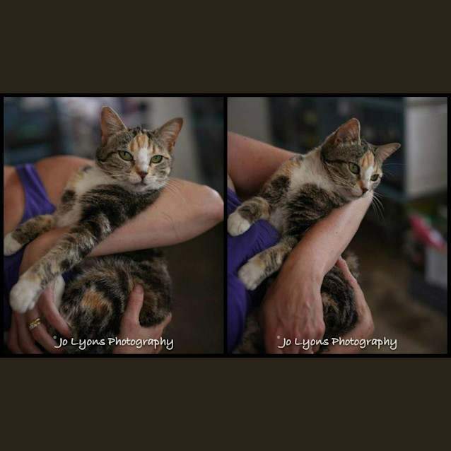 Photo of "Mocha"   Purrfect Match