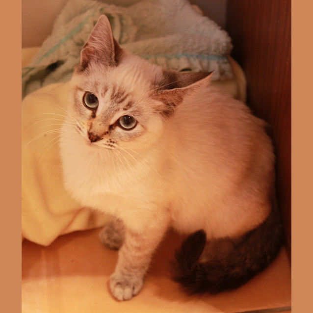 Photo of Mishka *No More Inquiries Please!*